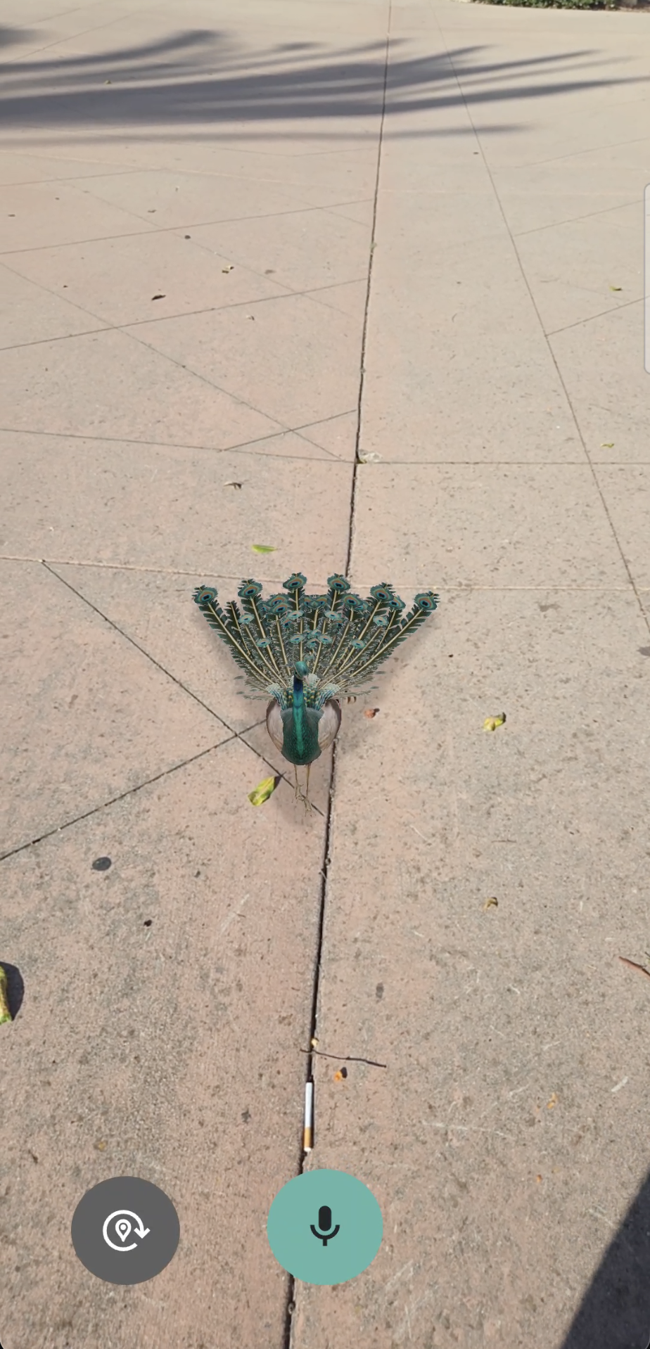 Kongque, the AR peacock of Memory Space: ChinatownAR, fanning her tail on a sidewalk seen through a phone browser